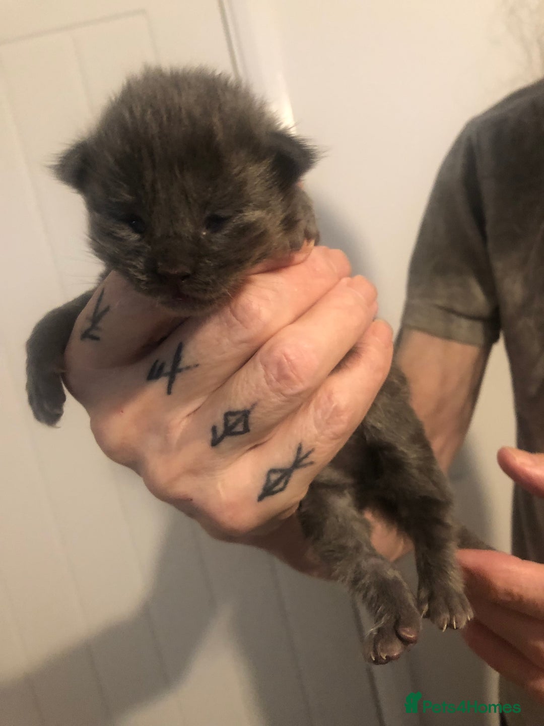 Maine Coon cats for sale: Gorgeous RagCoons - Advert 2