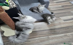 Maine Coon cats for sale: Large pedigree Tica Maine coon kittens READY  - Image 23