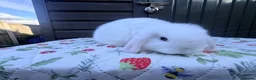Mini Lop rabbits for sale: Mini lop Rabbits for sale 2 Doe and buck  - Advert 9