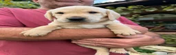 Labrador Retriever dogs for sale: 🐾 Outstanding KC Labrador pups Top Health Tested in Newton Abbot - Advert 5