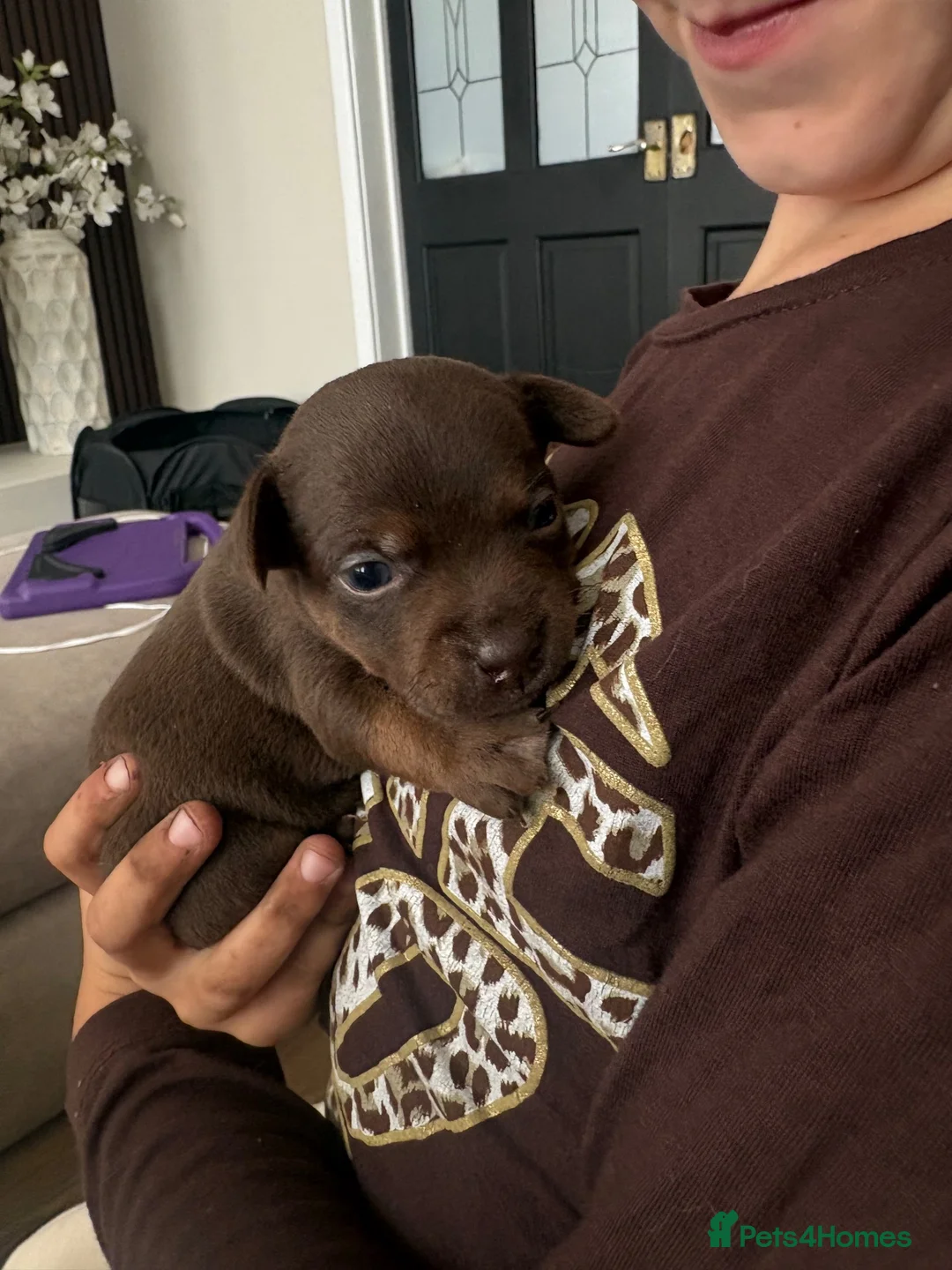 Mixed Breed dogs for sale: Chihuahua x patterdale - Advert 23