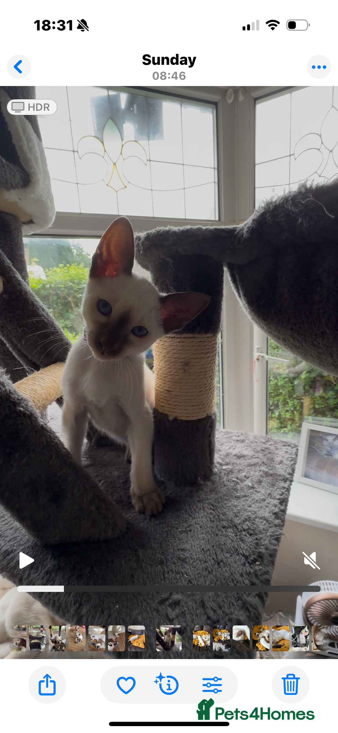 Siamese cats for sale: Siamese kittens for sale  in Sheffield - Image 12