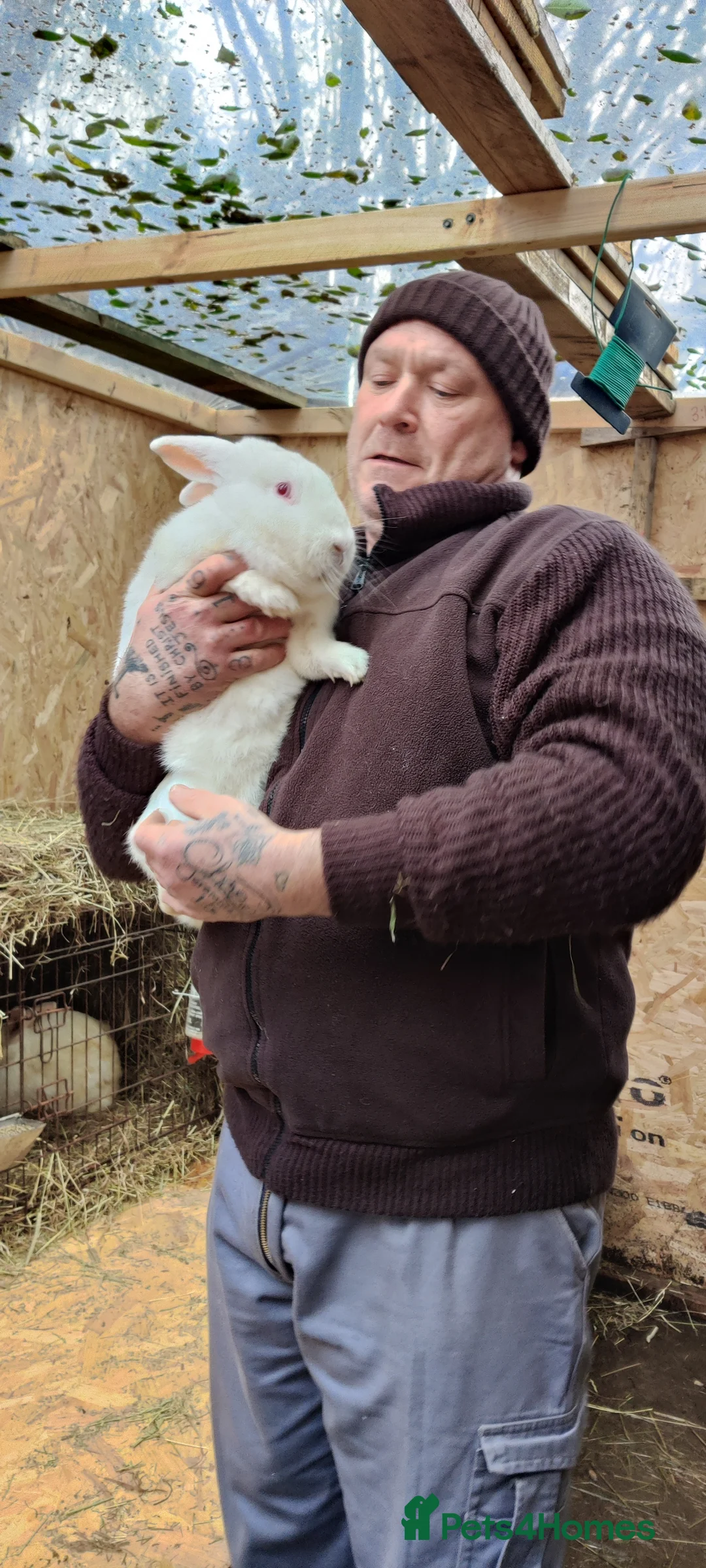 New Zealand rabbits for sale: New Zealand White Pure Bred Rabbits in Kidwelly - Advert 7