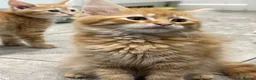 Mixed Breed cats for sale: Beautiful Friendly Kittens Ready for Loving Homes - Advert 24