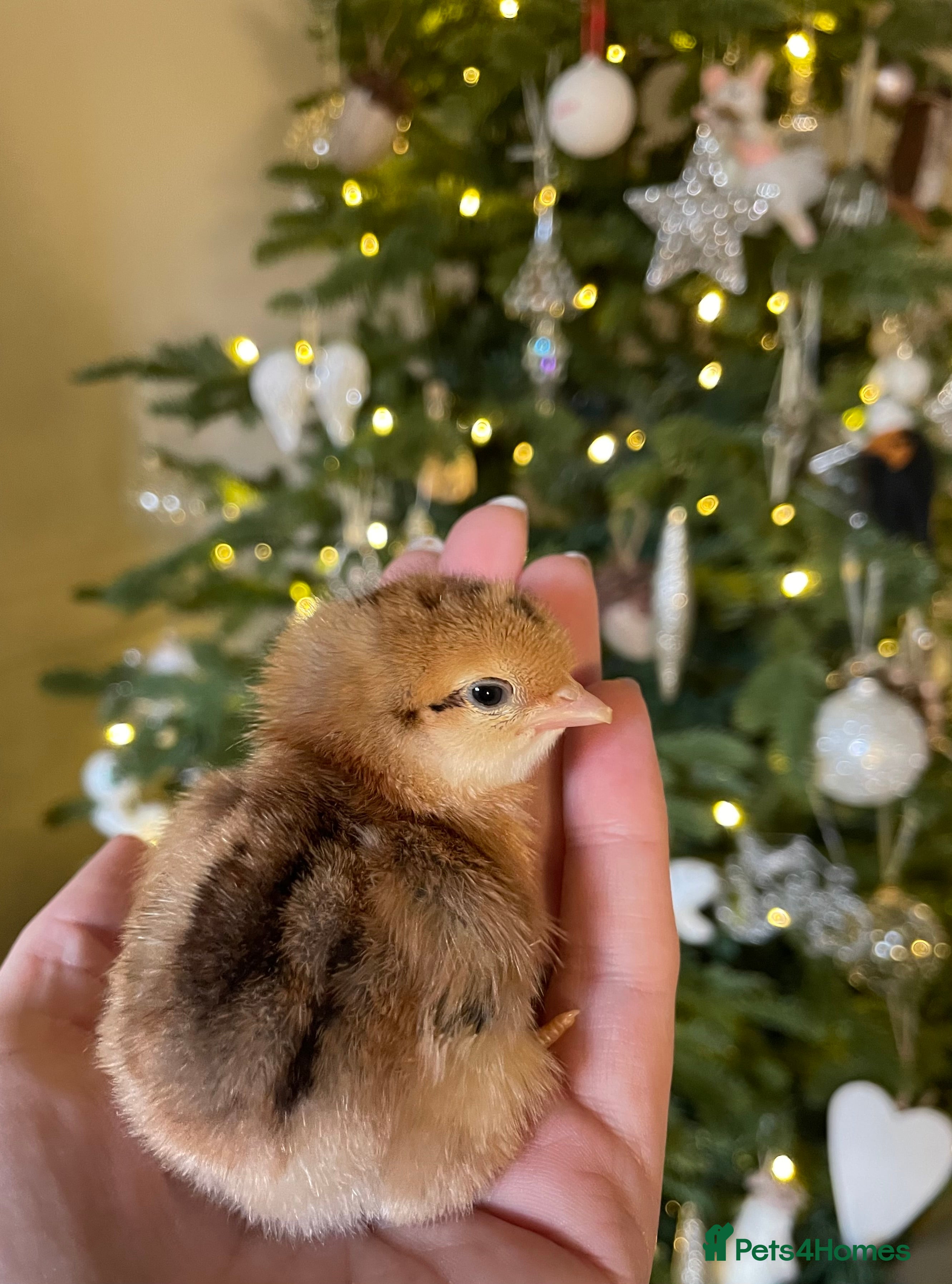 Chickens poultry 🫒🥚 OLIVE EGGER CHICKS 💚 born 5/12 - Advert 11