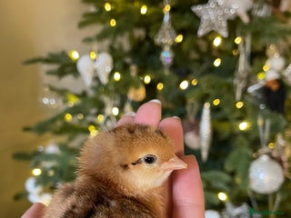 Chickens poultry for sale: 🫒🥚 OLIVE EGGER CHICKS 💚 born 5/12 - Advert 3