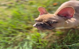 French Bulldog dogs for sale: Milo, Lovable boy Frenchie, amazing price 💫 - Image 1