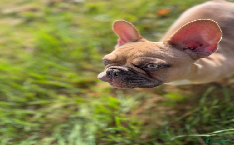 French Bulldog dogs - Advert 1