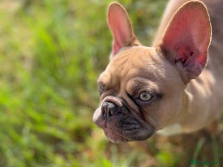 French Bulldog dogs Milo, Lovable boy Frenchie, amazing price 💫 - Advert 12