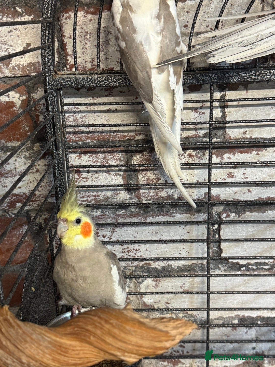 Cockatiels birds for sale: Cockatiels - whitefaced/cinnamon  - Advert 3