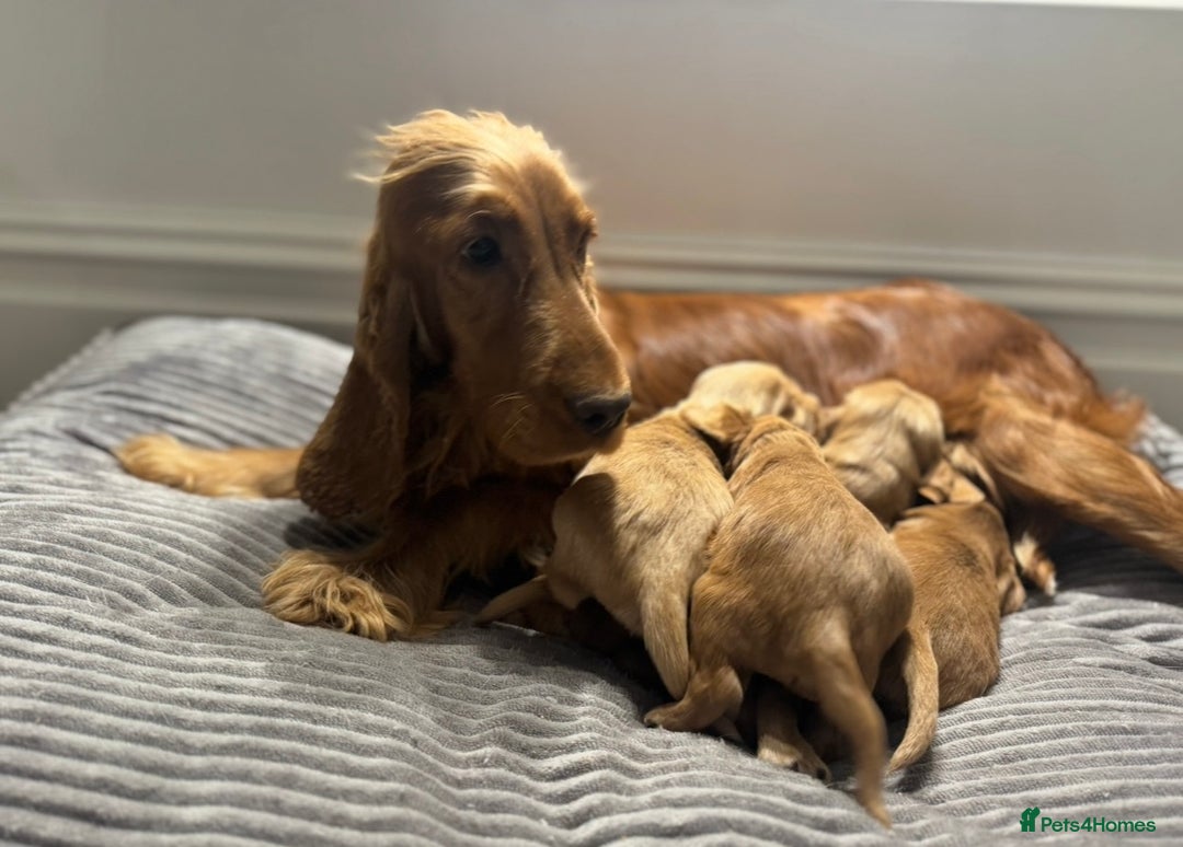 Cockapoo dogs for sale: BEAUTIFUL RED COCKAPOO PUPS HEALTH TESTED PARENTS - Advert 11