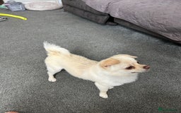 Pomchi dogs for stud: Dog for stud - Image 2