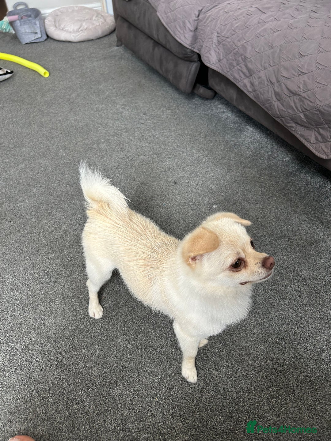 Pomchi dogs for stud: Dog for stud - Image 2