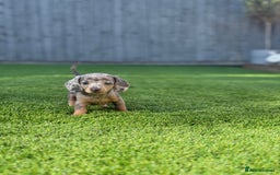 Miniature Dachshund dogs for sale: 🐾 stunning Miniature dachshund pups🐾  - Image 5