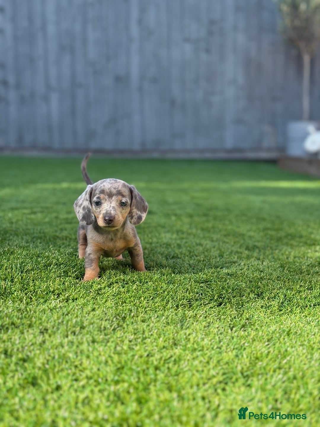 Miniature Dachshund dogs for sale: 🐾 stunning Miniature dachshund pups🐾  - Image 5