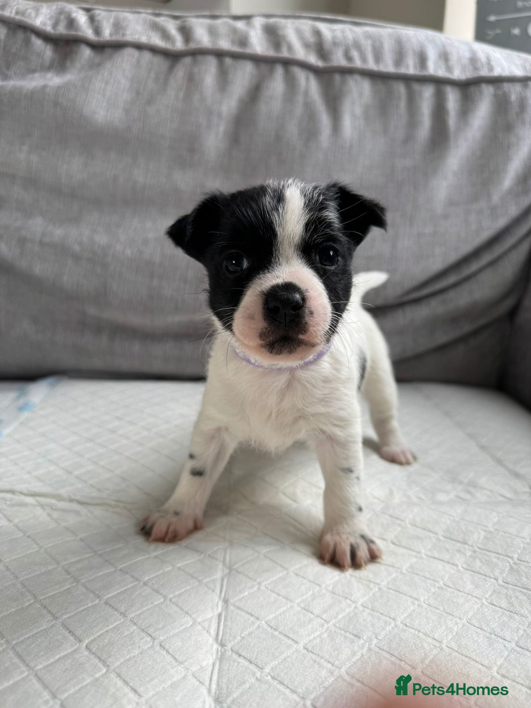 Mixed Breed dogs for sale: Cavalier King Charles Spaniel X Jack Russell - Advert 14