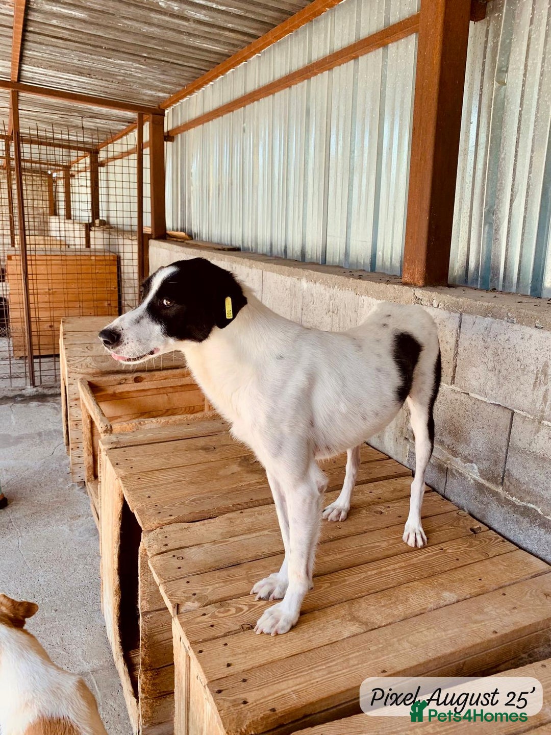 Mixed Breed dogs for adoption: Pixel, 3-4 yrs old. Available for adoption. - Image 19