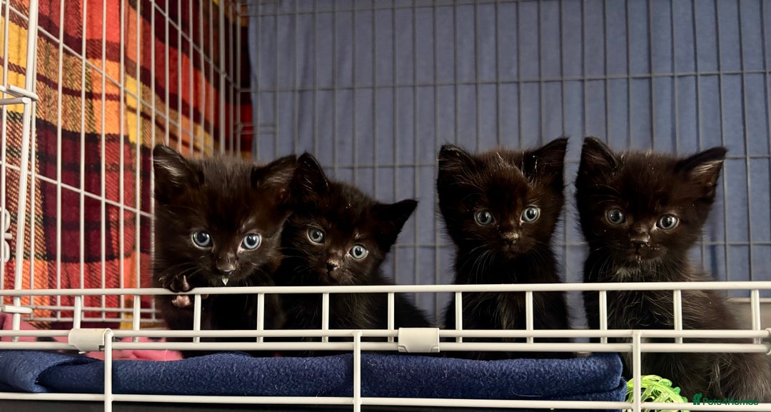 Domestic Shorthair cats for adoption: Meet Ella, Ray, Otis and Marvin 🖤  - Image 5