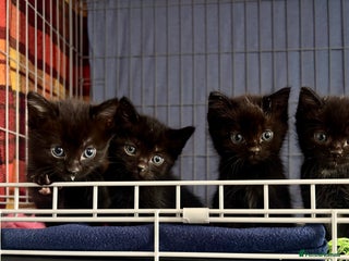 Domestic Shorthair cats - Advert 14