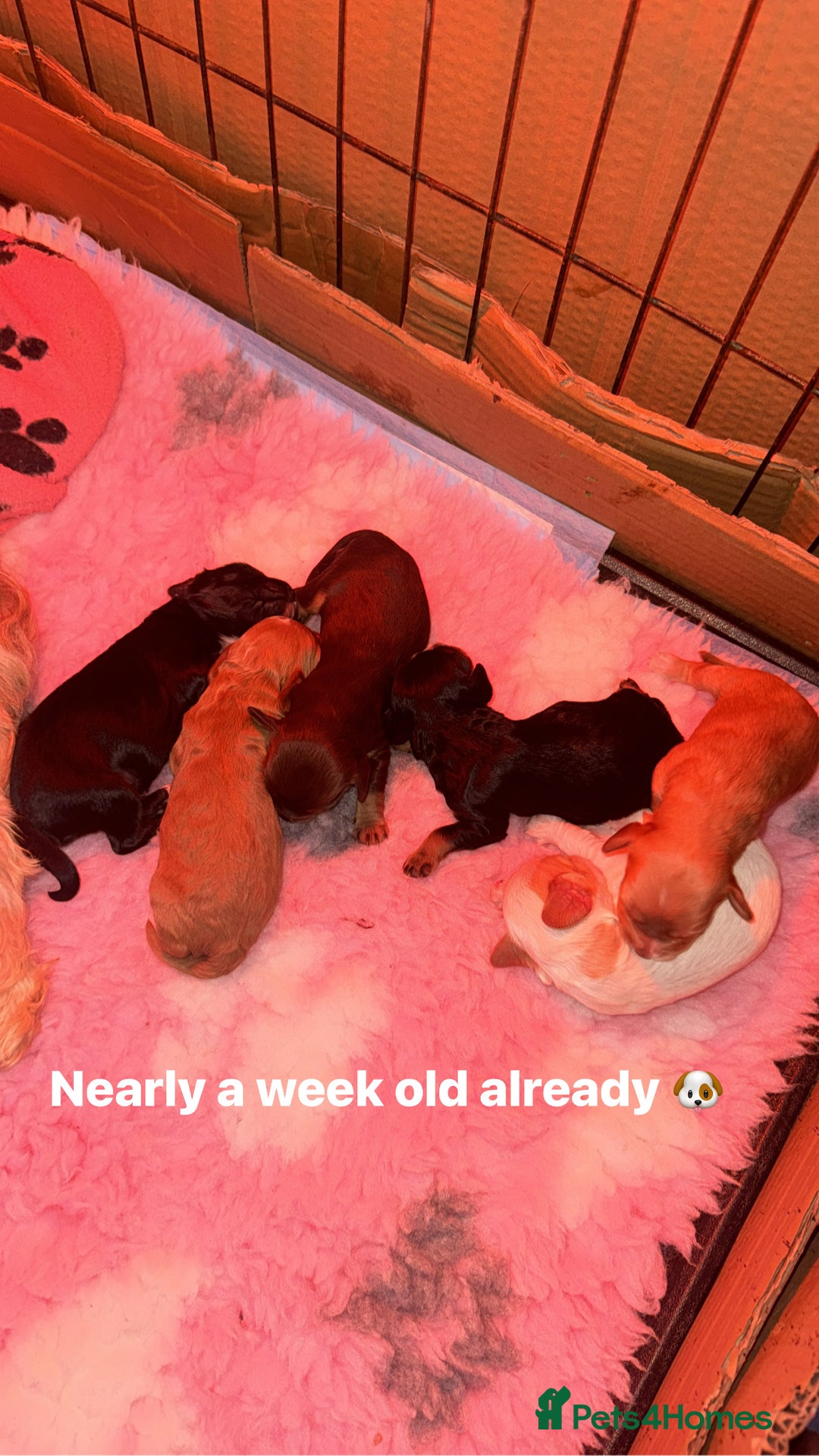 Mixed Breed dogs for sale: Cockalier Puppies🐶 - Image 1