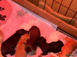 Mixed Breed dogs - Advert 5