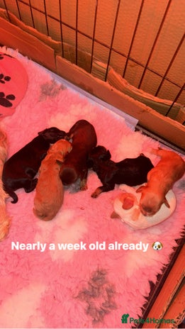 Mixed Breed dogs - Advert 9