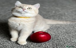 British Shorthair cats for sale: Stunning British shorthair NY 12 kittens - Image 19