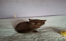 British Shorthair cats for sale: 5 British Shorthair Kittens For Sale - Image 4