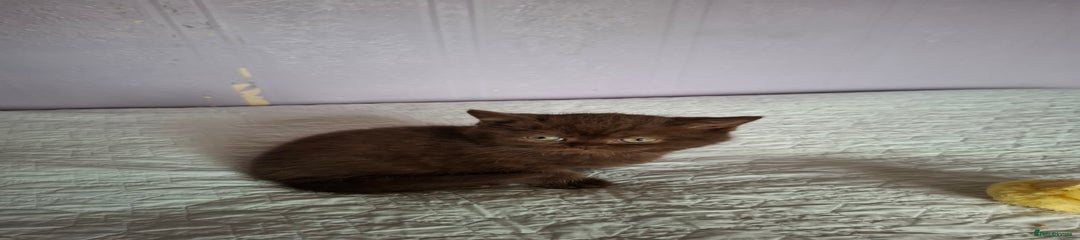 Rolo – Chocolate Male