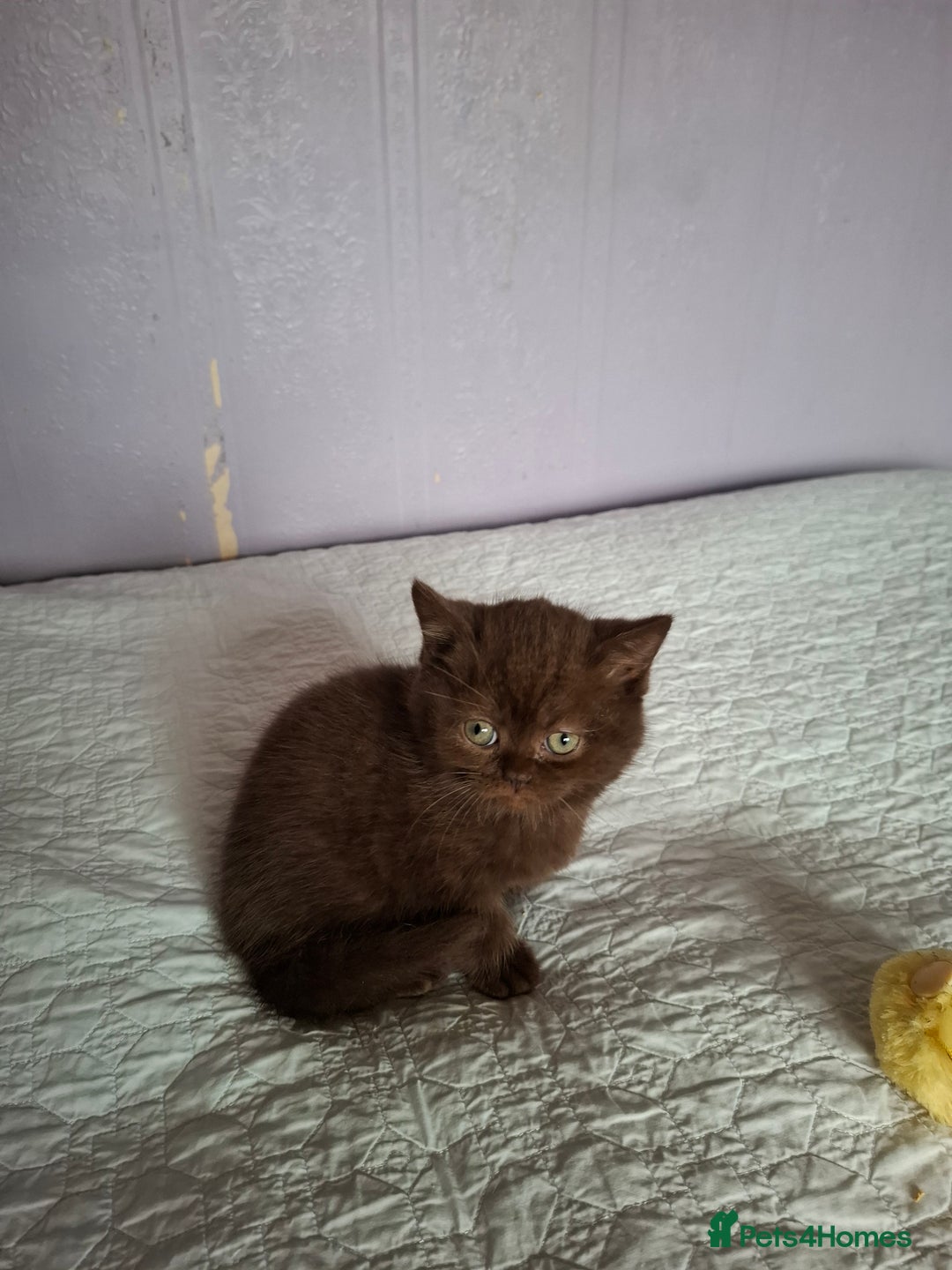 British Shorthair cats for sale: 5 British Shorthair Kittens For Sale - Image 4