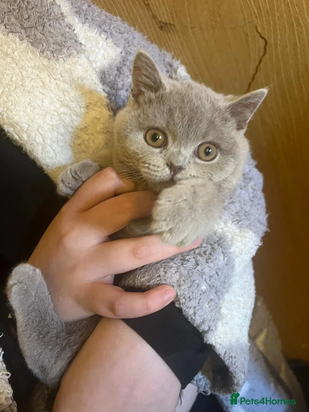 British Shorthair cats for sale: BRITISH SHORTHAIR LILAC BOY 🩵🐾 - Advert 1