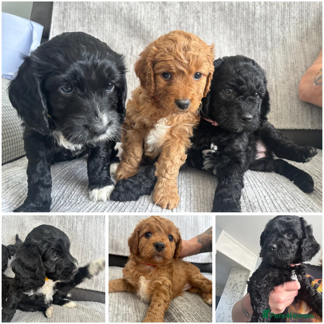 Cockapoo dogs for sale: Cockapoo puppies - Advert 1