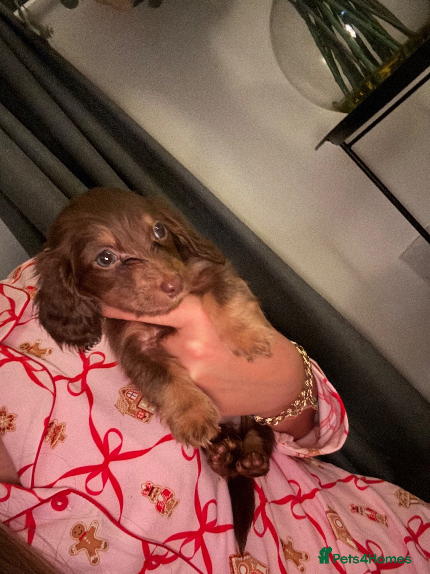 Miniature Dachshund dogs Fluffy miniature dachshund ONE LEFT - Advert 1