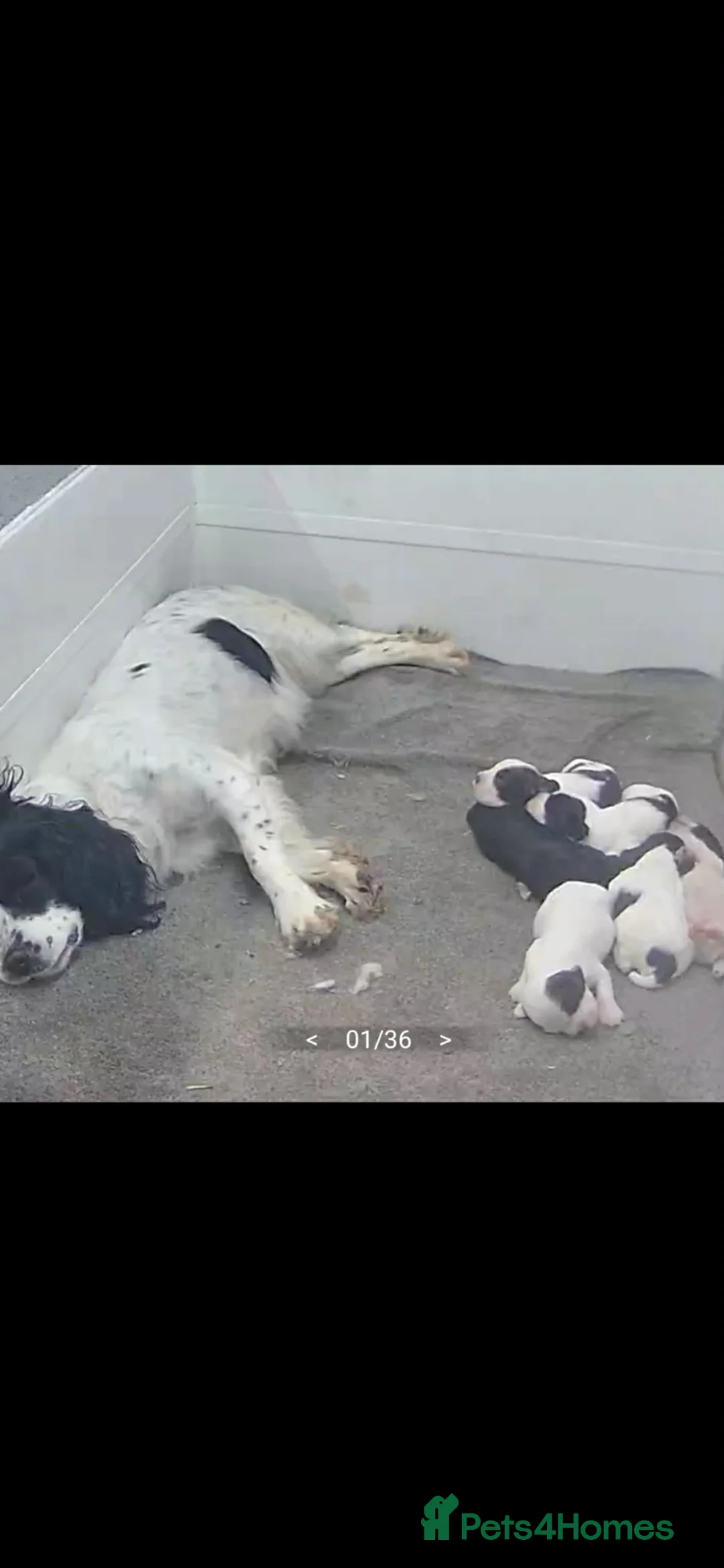 Sprocker dogs for sale: Sprockers - Advert 2
