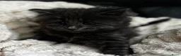 Siberian cats for sale: Beautiful siberian with American shorthair - Advert 9