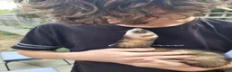 Ferret rodents for sale: Ferrets need forever home  in Letchworth Garden City - Advert 2