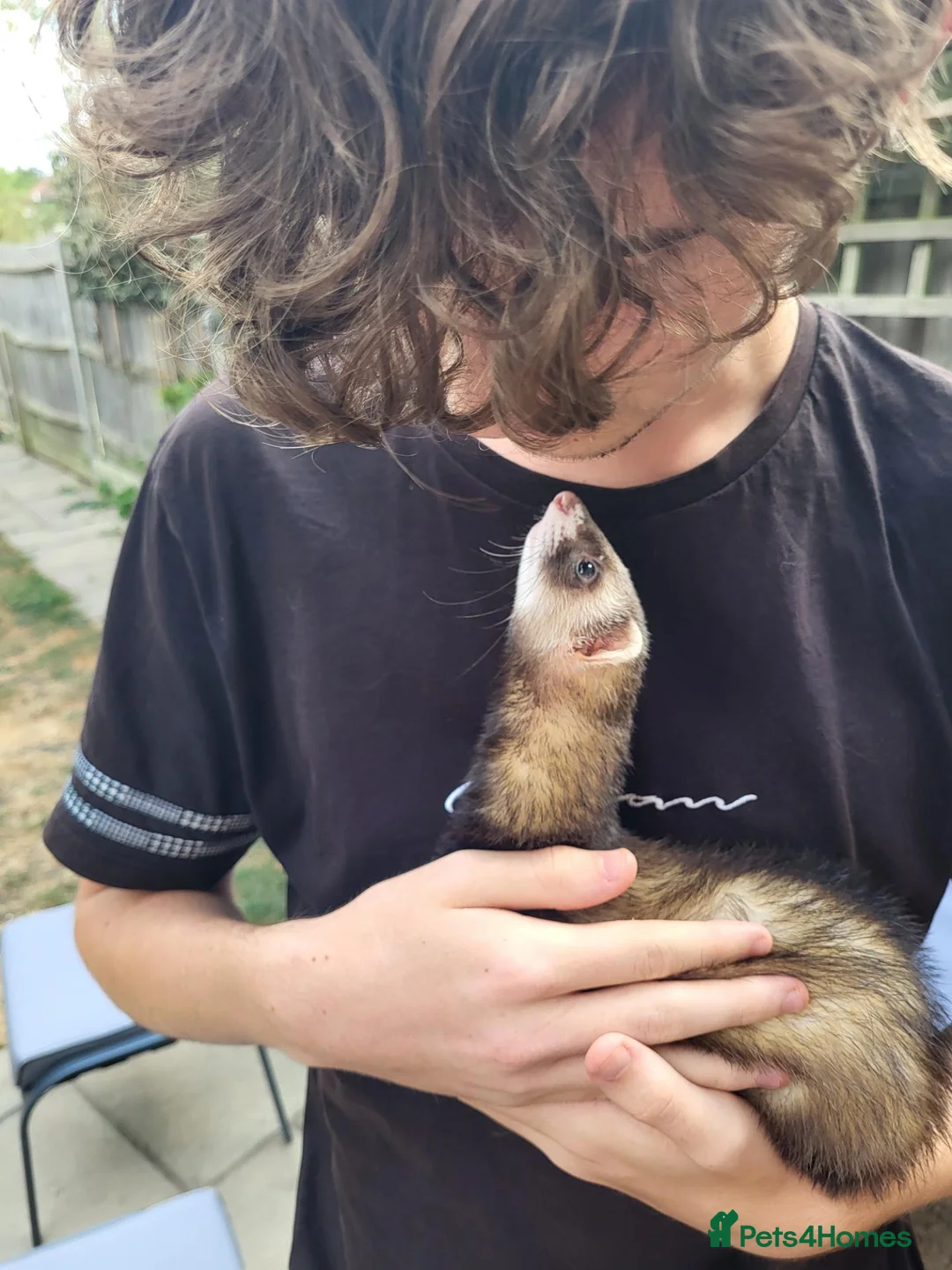 Ferret rodents for sale: Ferrets need forever home  in Letchworth Garden City - Advert 2
