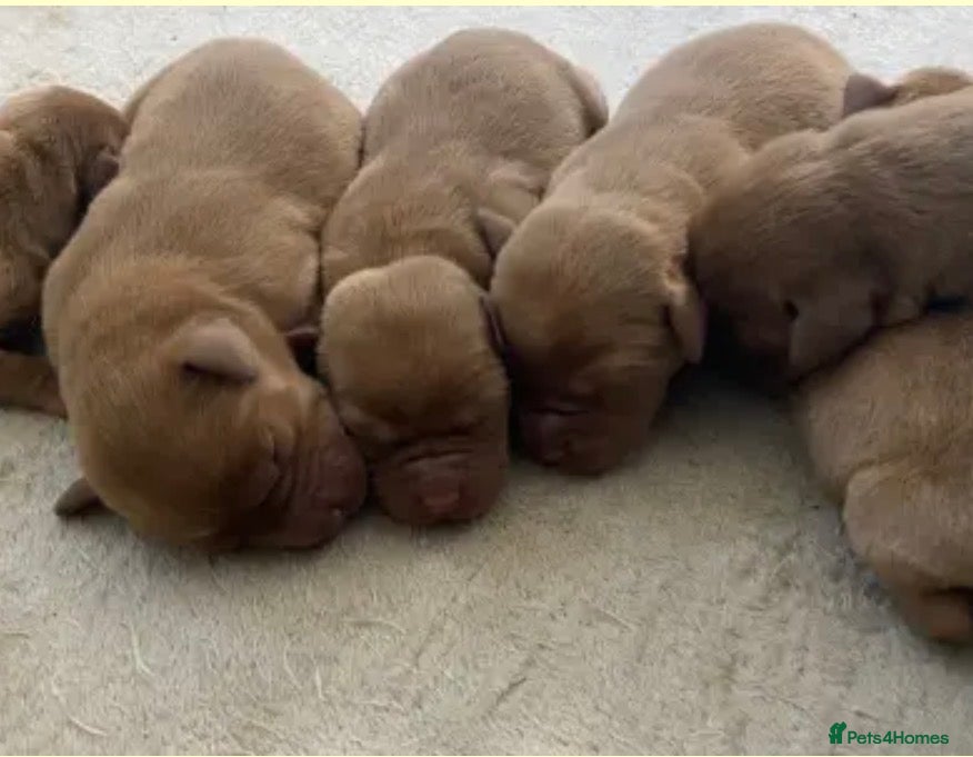 Labrador Retriever dogs KC fox red labrador pups health tested parents - Advert 8
