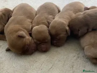 Labrador Retriever dogs KC fox red labrador pups health tested parents - Advert 8