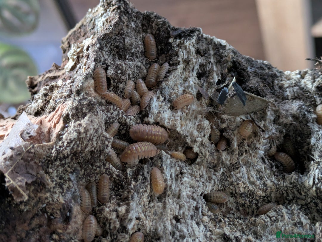 Mixed Breed invertebrates for sale: Isopods clean up crew  - Advert 7