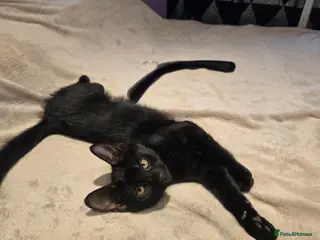 Mixed Breed cats Vaccinated microchipped BOY🐾ready-LAST ONE - Advert 14