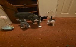 British Longhair cats for sale: 3 beautiful playful kittens  - Advert 1