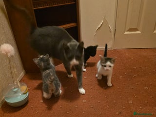 British Longhair cats 3 beautiful playful kittens - Advert 1