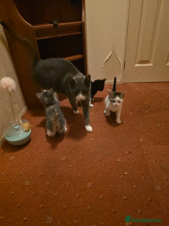 British Longhair cats 3 beautiful playful kittens - Advert 1