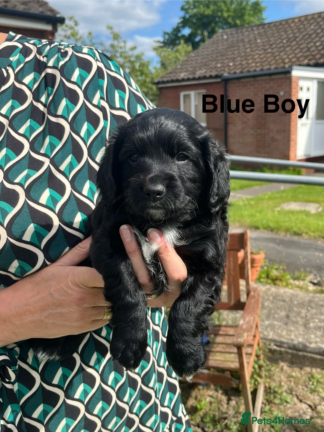 Cockapoo dogs for sale: *READY NOW* F1b Cockapoo Puppies  in Stockton-on-Tees - Image 6