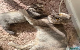 Scottish Fold cats for sale: Pedigree Scottish fold kittens for sale  - Image 7