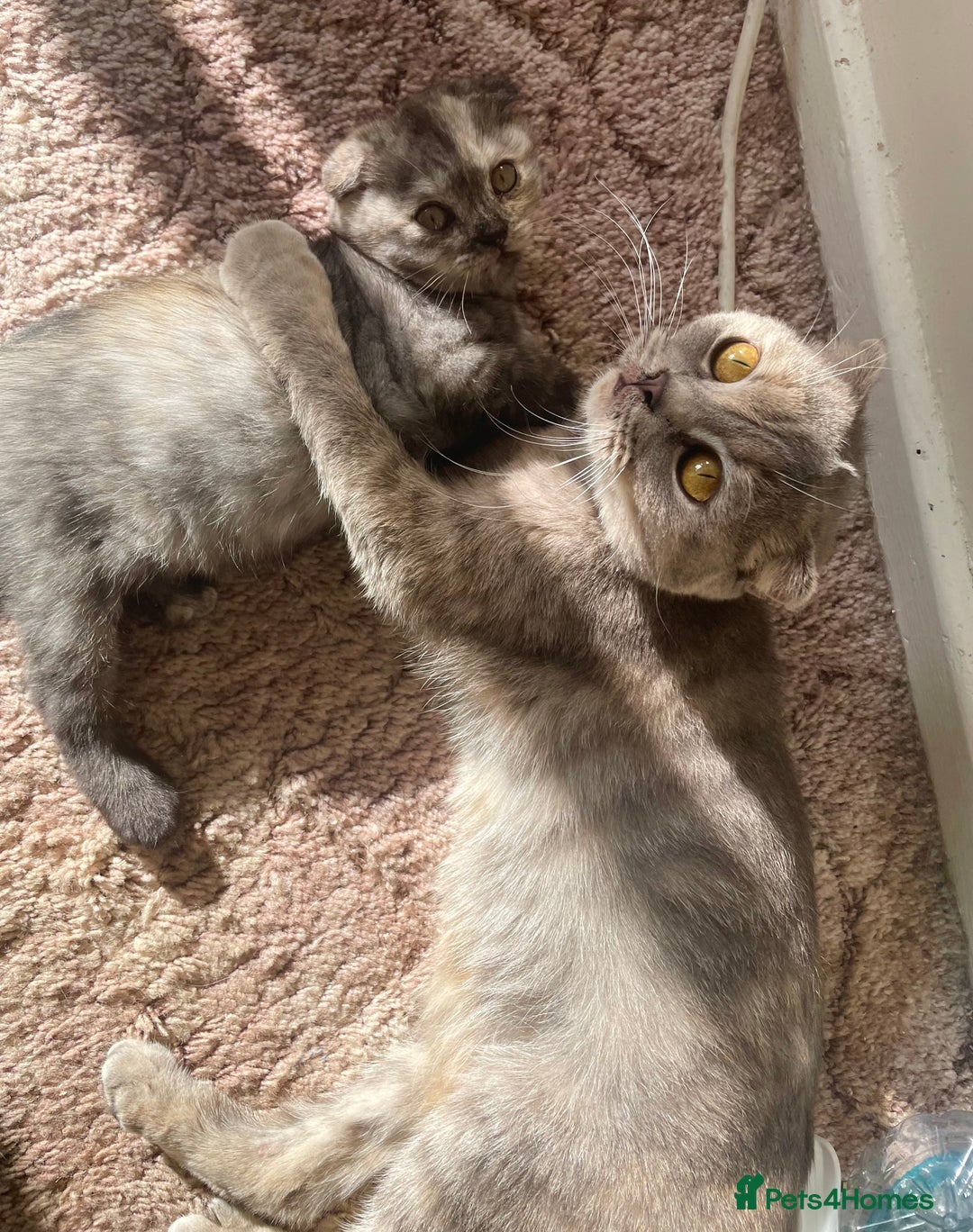 Scottish Fold cats for sale: Pedigree Scottish fold kittens for sale  - Image 7