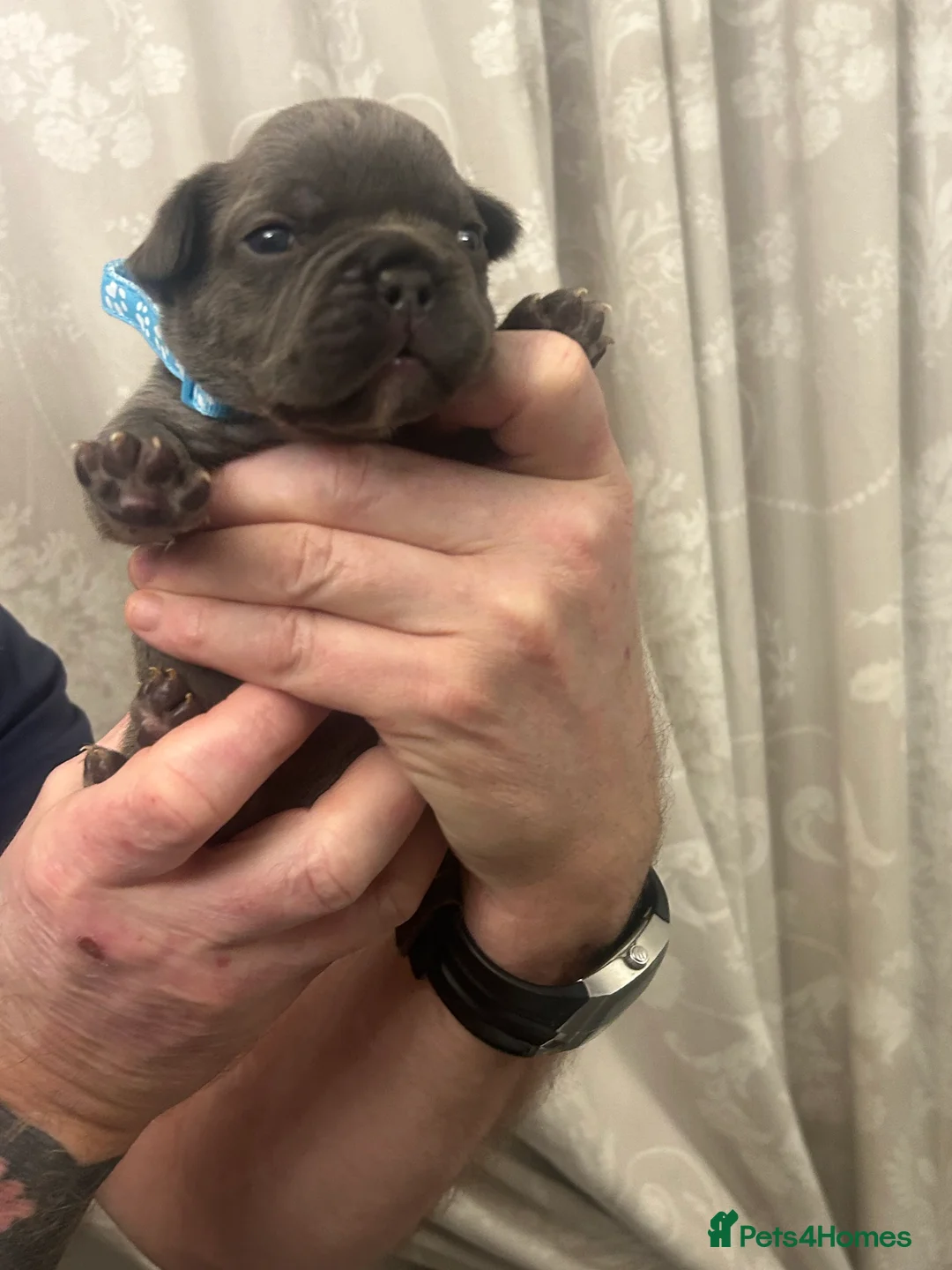 French Bulldog dogs for sale: 9 top quality fluffy carrying french bulldogs  - Advert 2