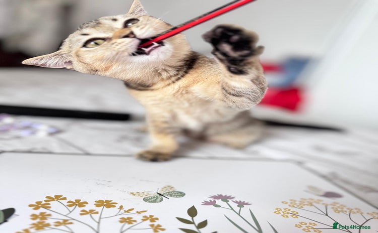 Scottish Fold cats - Advert 1