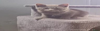 Kitty 1